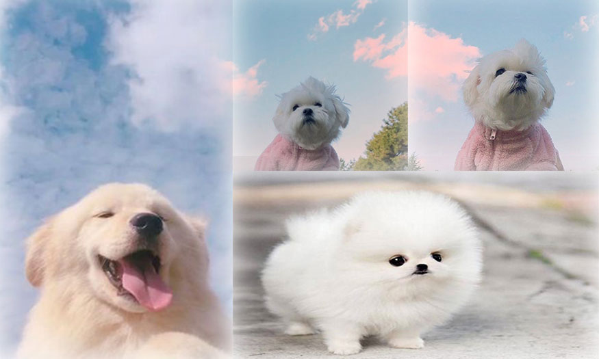 ghép nhiều ảnh vào 1 khung bằng photoshop