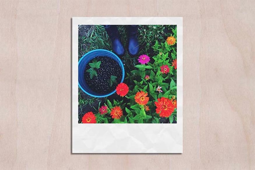 chúng ta đã có một mẫu Polaroid hấp dẫn