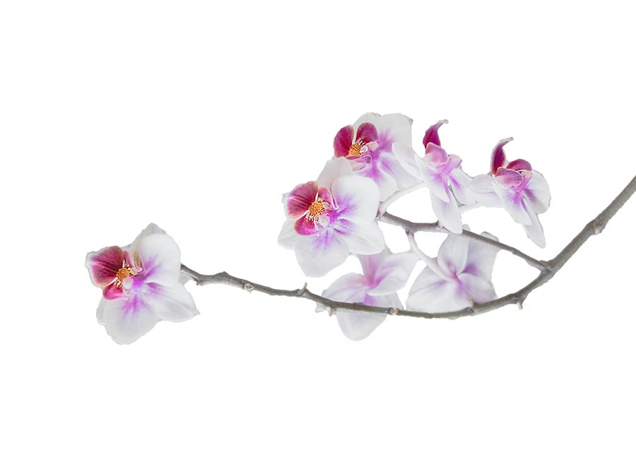 Chia Sẻ Miễn Phí Hoa Hướng Dương Và Hoa Lan Tách Nền Tiền Cảnh Chất Lượng Cao