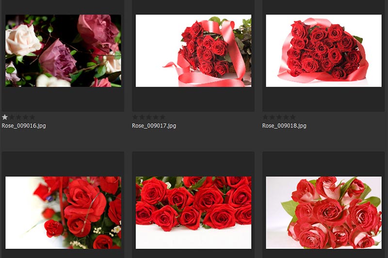 Background 029 Hoa Hồng