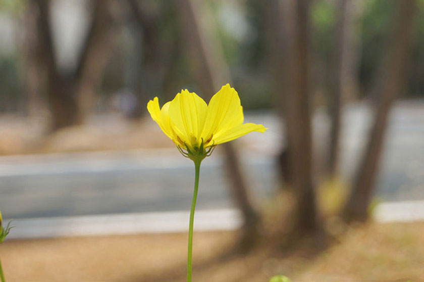 yếu tố về kỹ thuật