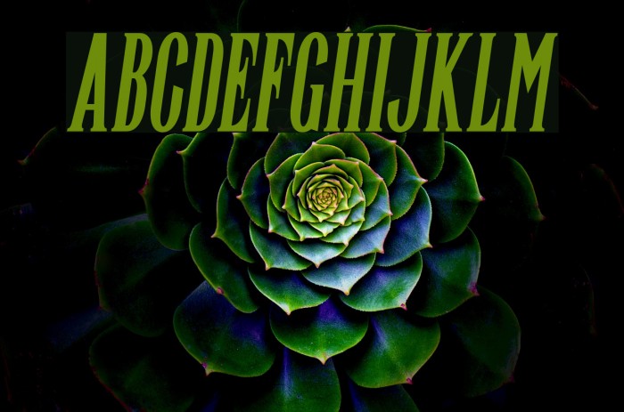 Font Chữ Đẹp 825 Highwind Italic