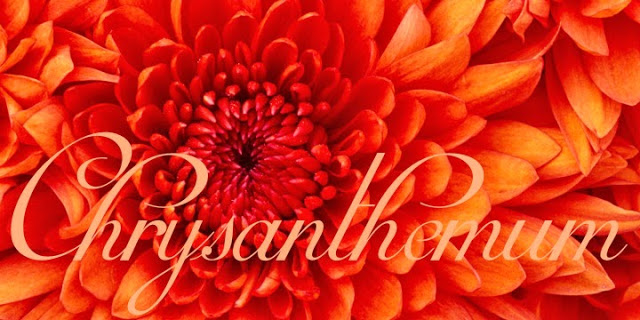 Font Chữ Đẹp 844 HLT Mirella Script