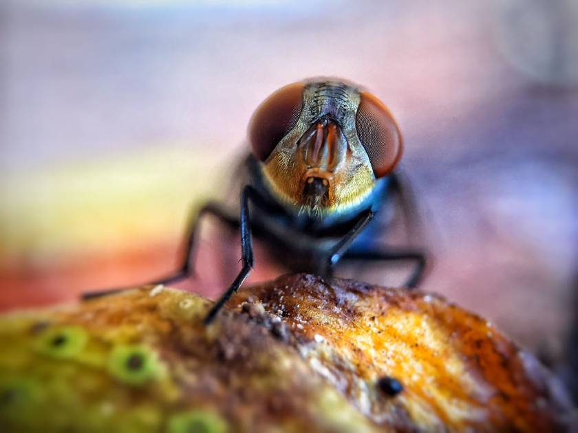 đối tượng chụp ảnh macro